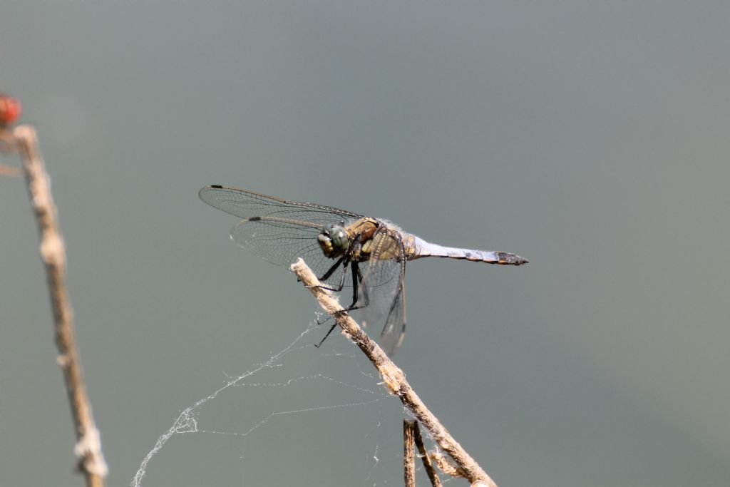 Orthetrum cancellatum   maschio